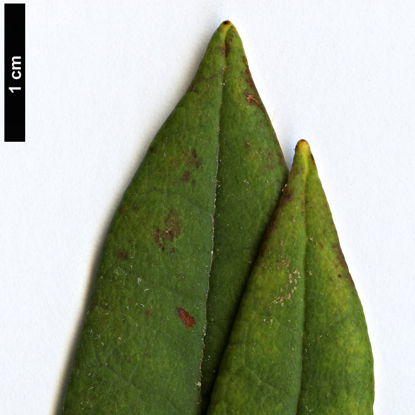 High resolution image: Family: Ericaceae - Genus: Rhododendron - Taxon: delavayi - SpeciesSub: var. delavayi